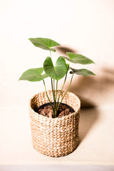 Homalomena occulta "regular form"